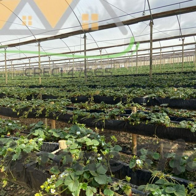 Simone Daniela Aparecida Santos Magalhães