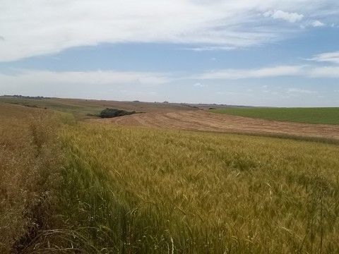 Area Rural, Campo para soja