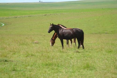 Fazenda, Fazenda Soja e Pecuária