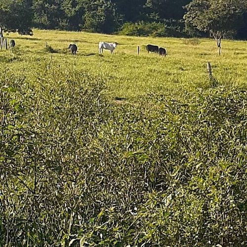 Área Rural, Chácaras