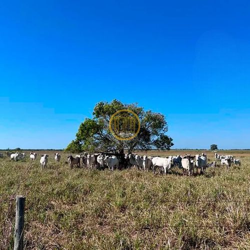ÁREA RURAL., FAZENDA