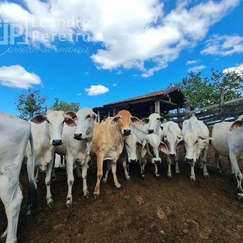 SÍTIOS,CHÁCARAS E FAZENDAS, CHÁCARA