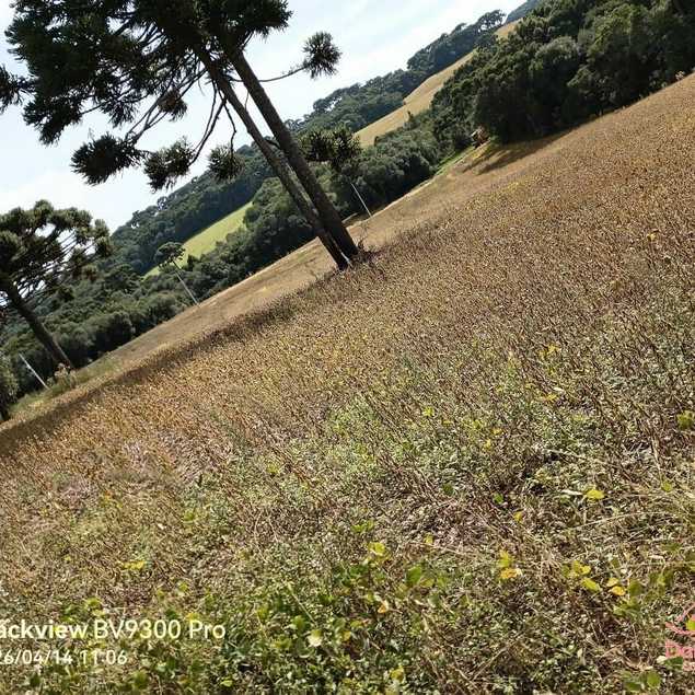 Daniel Martini Imóveis