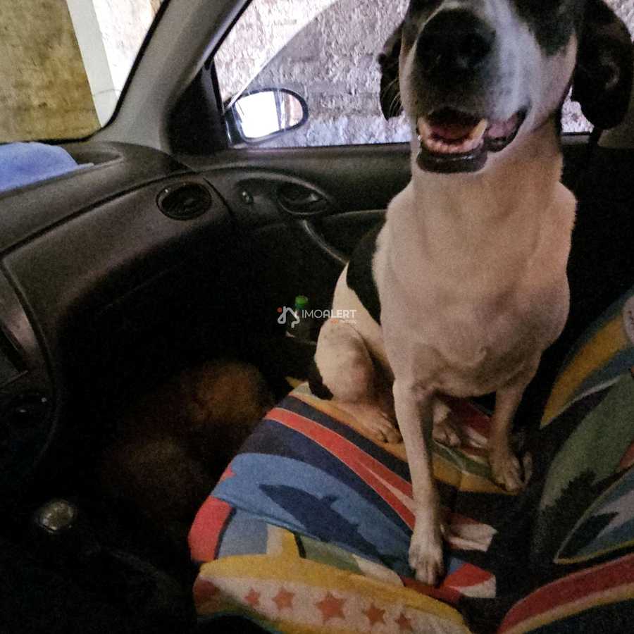 {{layout.imobiliaria.imb_razaosocial}}